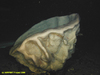 Geodia ?atlantica