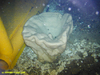 Geodia ?atlantica