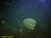 Geodia ?atlantica