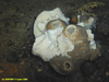 Chamber sponge