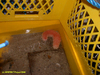 Stichopus in trap