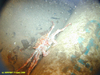 Crab