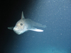 Chimaera: Hydrolagus affinis