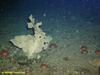 Bracket shaped sponge (probably Phakellia sp.)