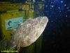 Monkfish