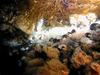 Community of anemones, mussels and hydroids in the North Sea