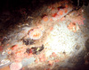 Community of anemones, mussels, hydroids and tube worms in the North Sea