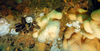 Community of soft corals, anemones, mussels and hydroids in the North Sea