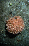 Lophelia living on a riser in the North Sea