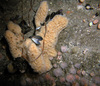 Unidentified sponge in the North Sea