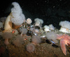 Plumose anemones, sea stars and brittle stars in the North Sea