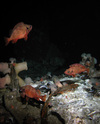 Redfish and plumose anemones in the North Sea