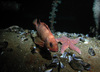 Redfish, sea star and plumose anemones in the North Sea