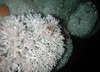 Lophelia and plumose anemones living on a riser in the North Sea
