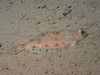 Large-mouthed flounder