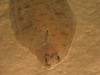 Small-mouthed righteyed flounder
