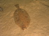 Small-mouthed righteyed flounder