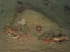 Geryon crabs