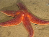 Common starfish - Asterias rubens