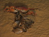 Geryon crab feeding