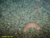 Spikey Sea Cucumber