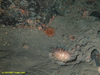 Sea Urchin (unidentified)