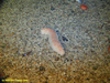 Stichopus tremulus holothurian (Sea Cucumber)