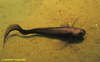 Digitate cusk eel (Dicrolene intronigra)