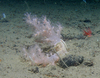 Alcyonacean (soft coral)