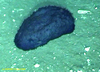 Benthothuria sea cucumber