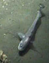 Tripod fish