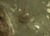 Common anemone