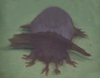 Sea Cucumber (Enypniastes)