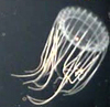 Jelly (Scyphomedusae)