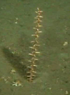 Sea pen or Gorgonian
