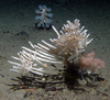 Sponge Cladorhiza gelida
