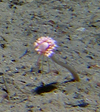 Hydroid Corymorpha groenlandica