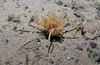 Sea spider Nymphon sp.