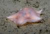 Seastar Hymenaster pellucidus
