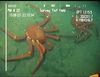 Lithodid crab from Mauritania (Neolithodes asperrimus)