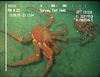 Lithodid crab from Mauritania (Neolithodes asperrimus)