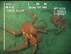 Lithodid crab from Mauritania (Neolithodes asperrimus)