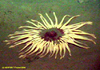 Unknown Anemone