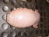 Bathynomus giganteus - Giant Isopod