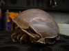 Bathynomus giganteus - Giant Isopod