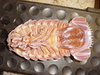 Bathynomus giganteus - Giant Isopod