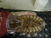 Bathynomus giganteus - Giant Isopod