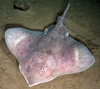 Skate - Amblyraja hyperborea or Dipturus linteus