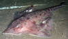 Skate - Amblyraja hyperborea or Dipturus linteus