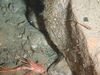 Squat lobster feeding on krill